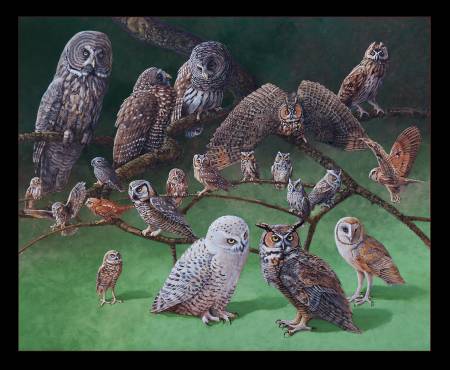 Elizabeth Studio: Owls of North America Panel - 16002E-Blk